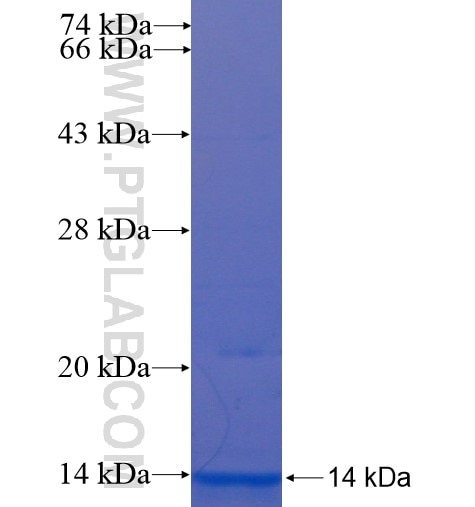 SLC2A3 fusion protein Ag14550 SDS-PAGE