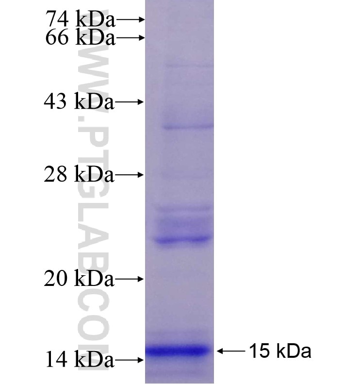 GLUT4 fusion protein Ag16920 SDS-PAGE
