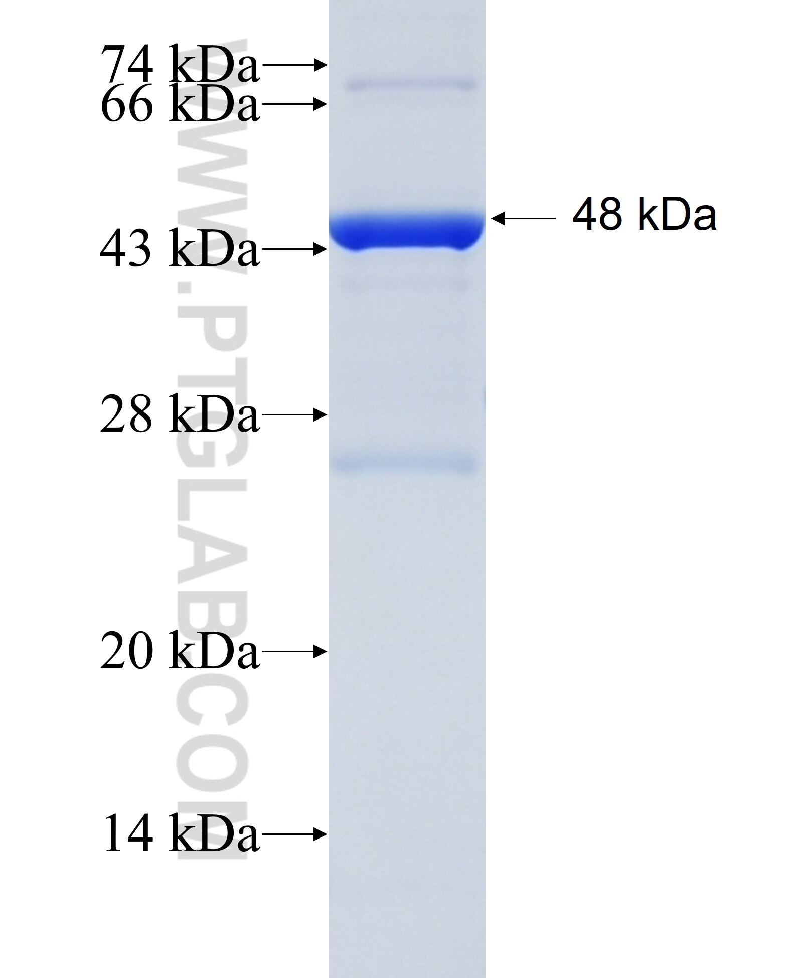 SLC2A4RG fusion protein Ag35675 SDS-PAGE