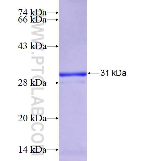 SLC2A5 fusion protein Ag26091 SDS-PAGE