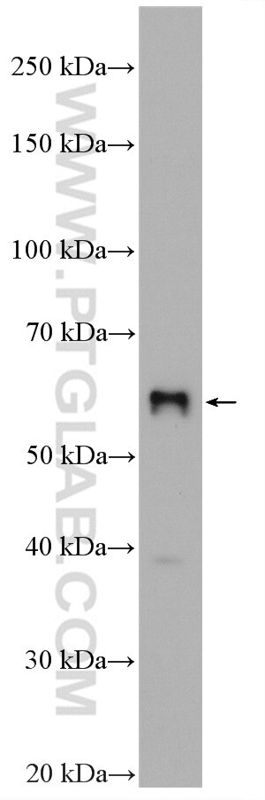 Western Blot (WB) analysis of mouse liver tissue using SLC2A9 Polyclonal antibody (26486-1-AP)