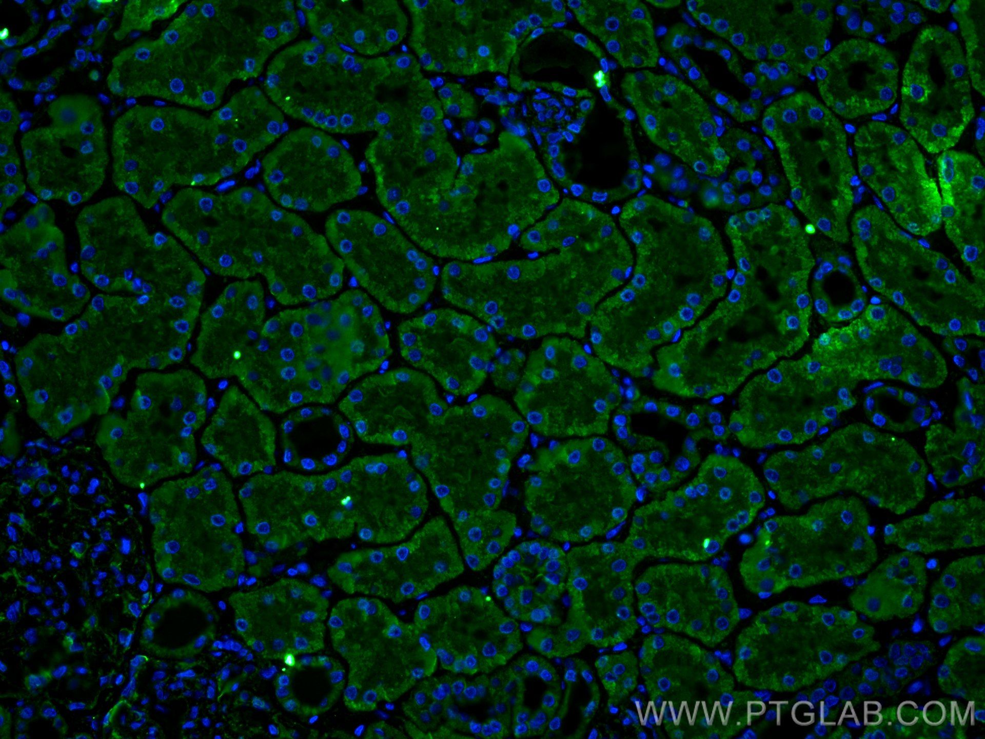 Immunofluorescence (IF) / fluorescent staining of human kidney tissue using SLC2A9 Monoclonal antibody (67530-1-Ig)