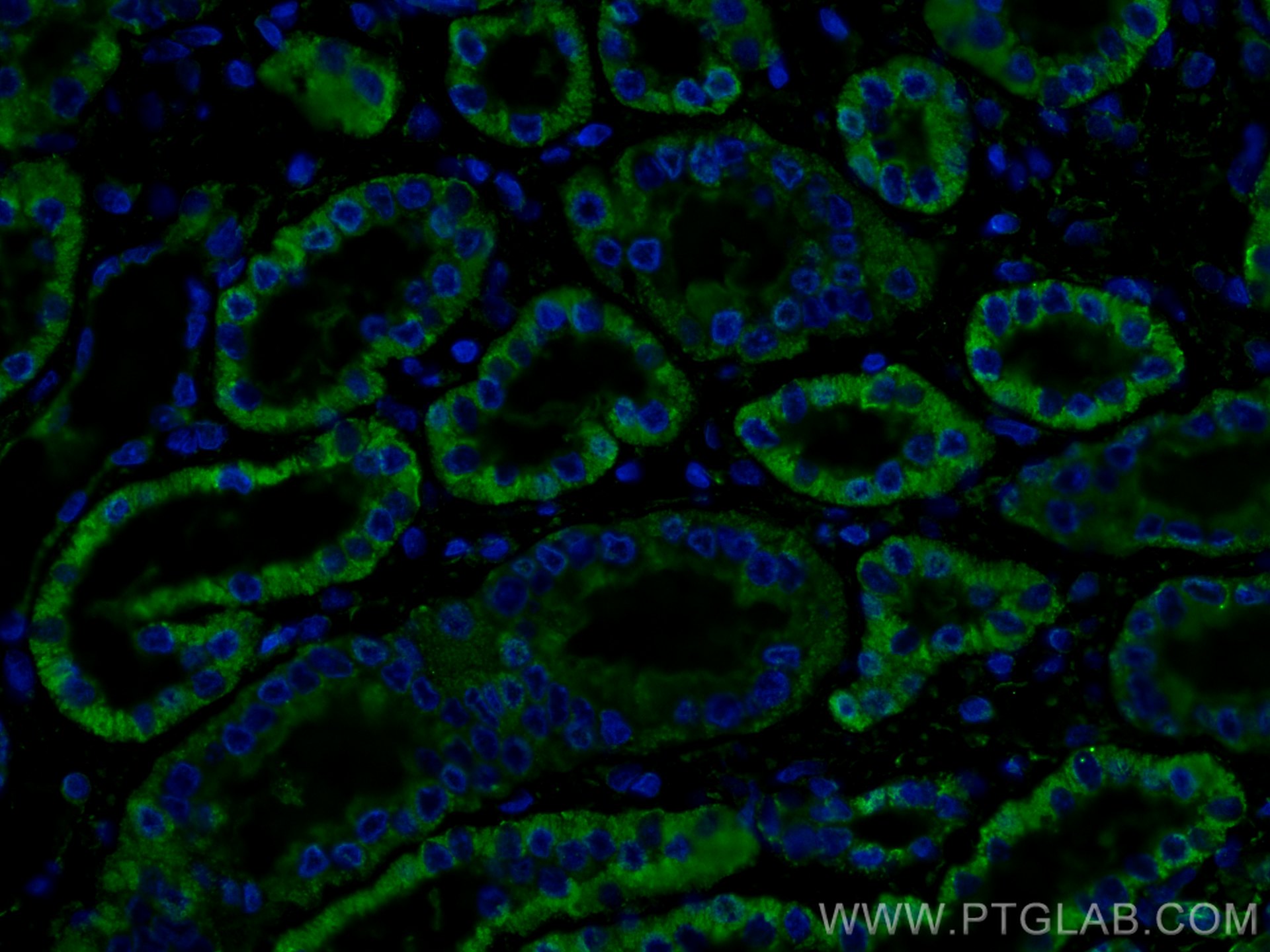 Immunofluorescence (IF) / fluorescent staining of human kidney tissue using SLC2A9 Monoclonal antibody (67530-1-Ig)