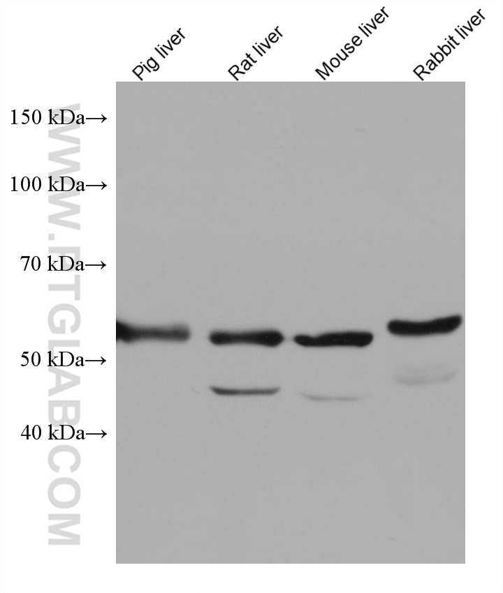 Western Blot (WB) analysis of various lysates using SLC2A9 Monoclonal antibody (67530-1-Ig)