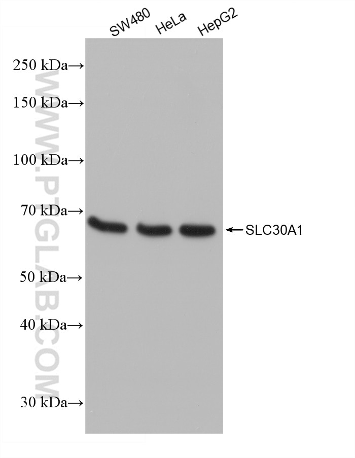 Western Blot (WB) analysis of various lysates using SLC30A1 Recombinant antibody (82895-2-RR)