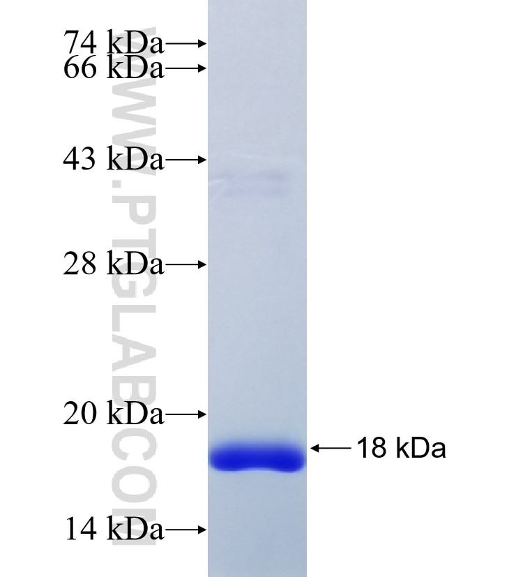 SLC30A2 fusion protein Ag8232 SDS-PAGE