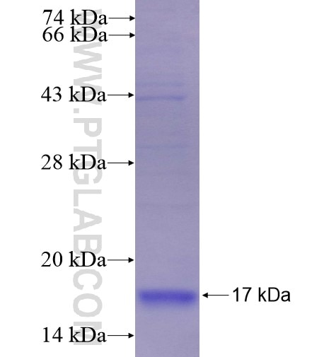 SLC30A3 fusion protein Ag10735 SDS-PAGE