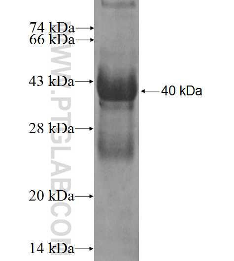 SLC30A4 fusion protein Ag3313 SDS-PAGE