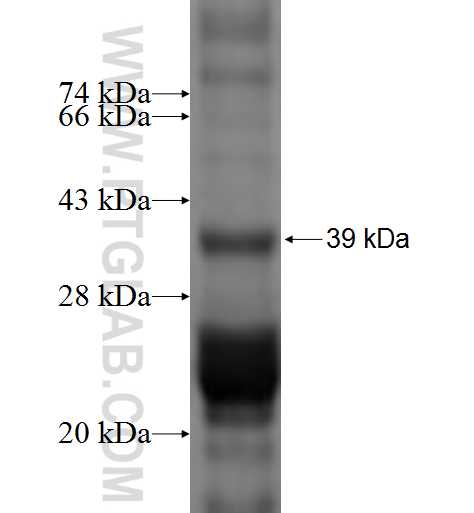 SLC30A5 fusion protein Ag1349 SDS-PAGE