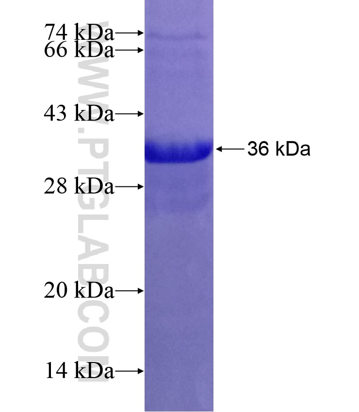 SLC30A7 fusion protein Ag4957 SDS-PAGE