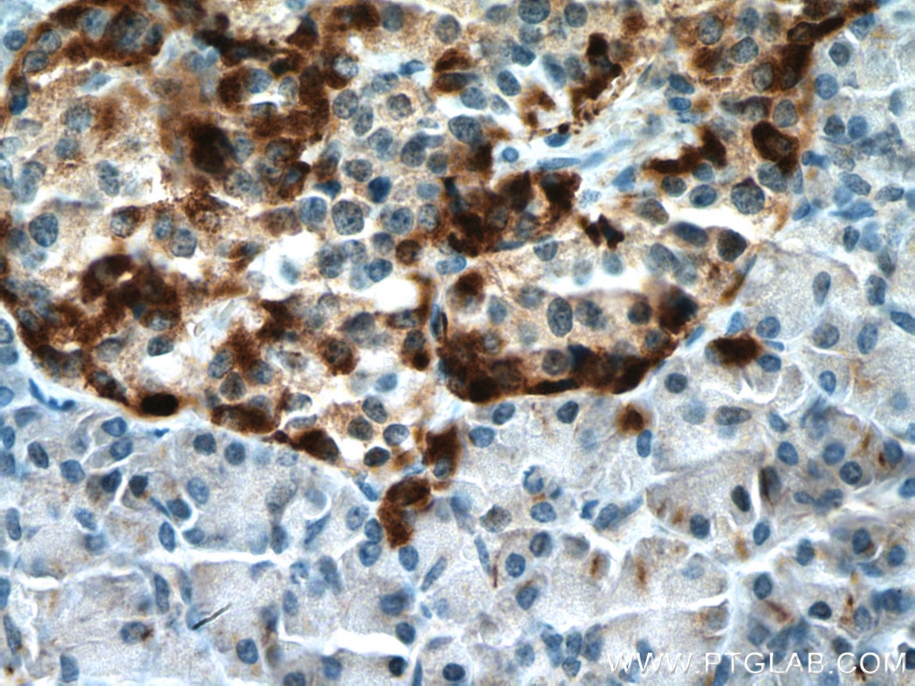 Immunohistochemistry (IHC) staining of human pancreas tissue using SLC30A8/ZNT8-Specific Polyclonal antibody (16169-1-AP)