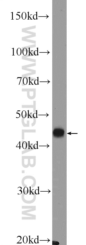 Western Blot (WB) analysis of mouse pancreas tissue using SLC30A8/ZNT8-Specific Polyclonal antibody (16169-1-AP)