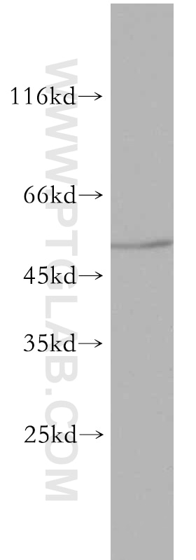 SLC30A8/ZNT8-Specific Polyclonal antibody