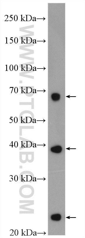 Western Blot (WB) analysis of HT-29 cells using SLC31A1 Polyclonal antibody (27499-1-AP)