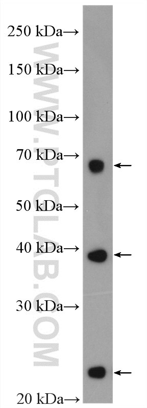 WB analysis of HT-29 using 27499-1-AP