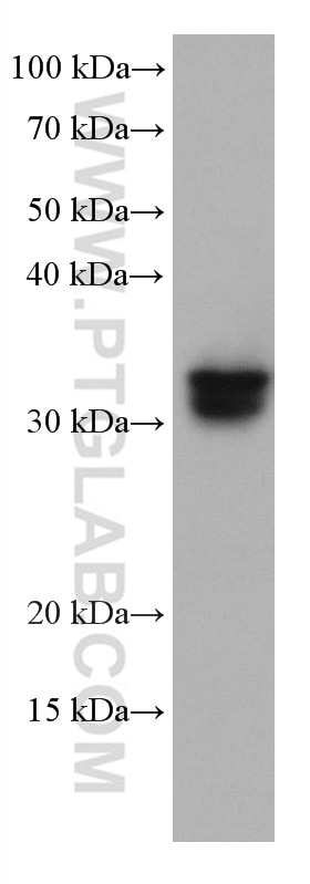 Western Blot (WB) analysis of HeLa cells using SLC31A1 Monoclonal antibody (67221-1-Ig)