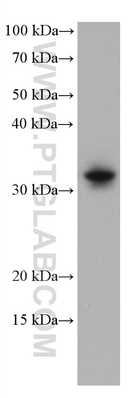 WB analysis of HepG2 using 67221-1-Ig