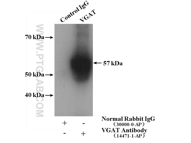 Immunoprecipitation (IP) experiment of mouse brain tissue using VGAT Polyclonal antibody (14471-1-AP)