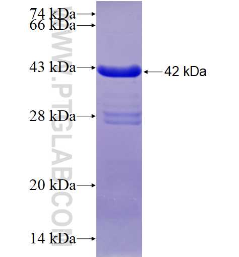 SLC32A1 fusion protein Ag5843 SDS-PAGE