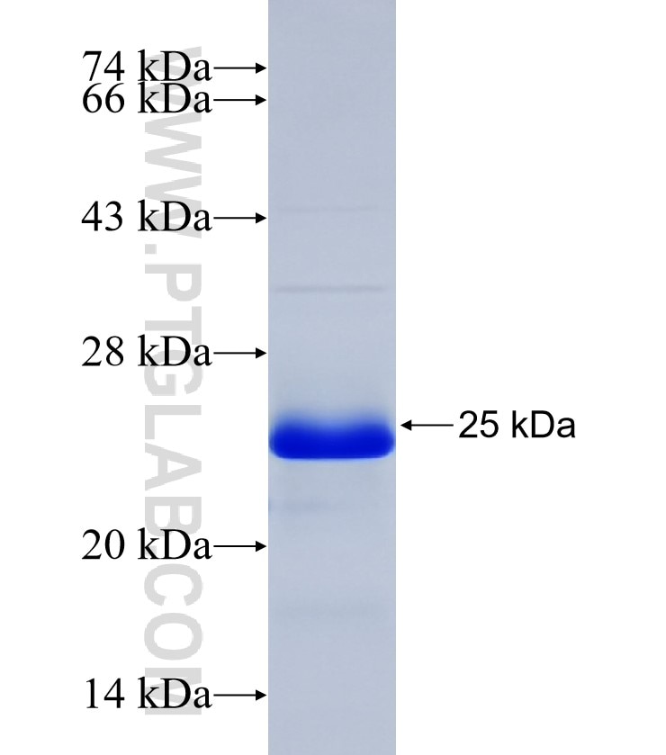 SLC32A1 fusion protein Ag6155 SDS-PAGE