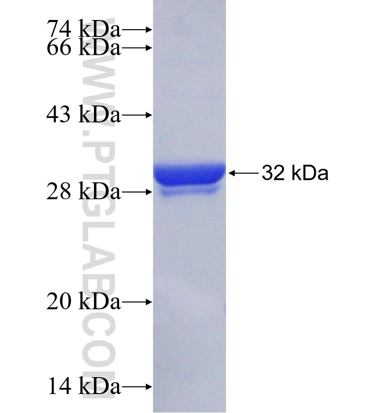 SLC33A1 fusion protein Ag24323 SDS-PAGE