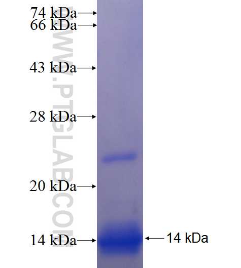 SLC33A1 fusion protein Ag24500 SDS-PAGE