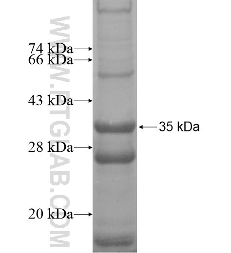 SLC33A1 fusion protein Ag13442 SDS-PAGE