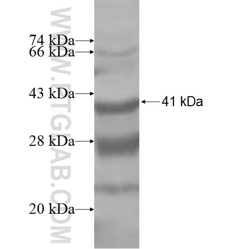 SLC35A1 fusion protein Ag9524 SDS-PAGE