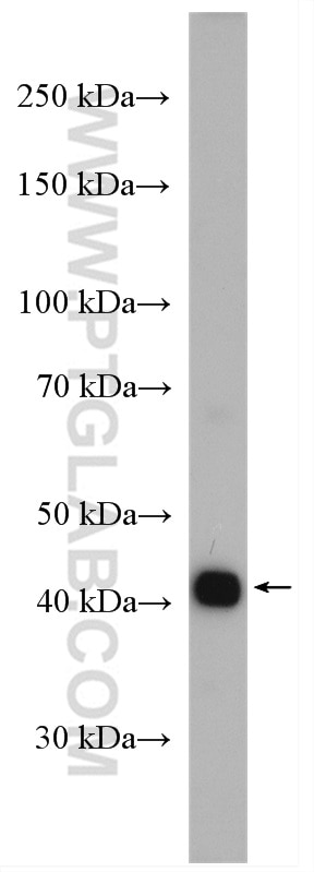 WB analysis of HEK-293 using 13657-1-AP