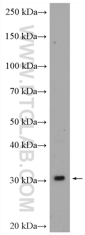 Western Blot (WB) analysis of HEK-293 cells using SLC35A3 Polyclonal antibody (26874-1-AP)