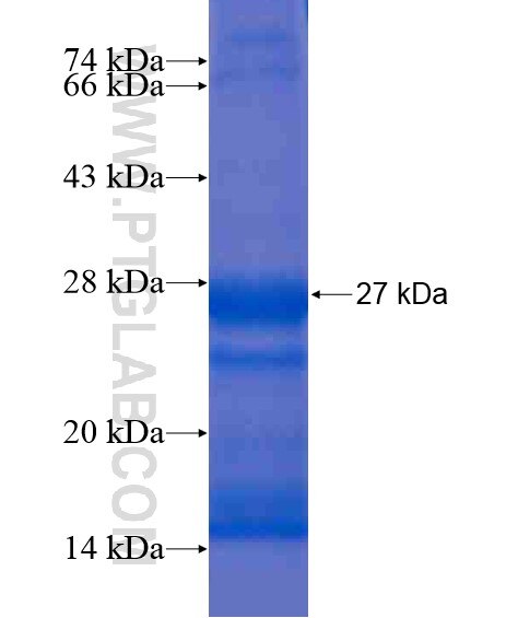 SLC35A4 fusion protein Ag20882 SDS-PAGE