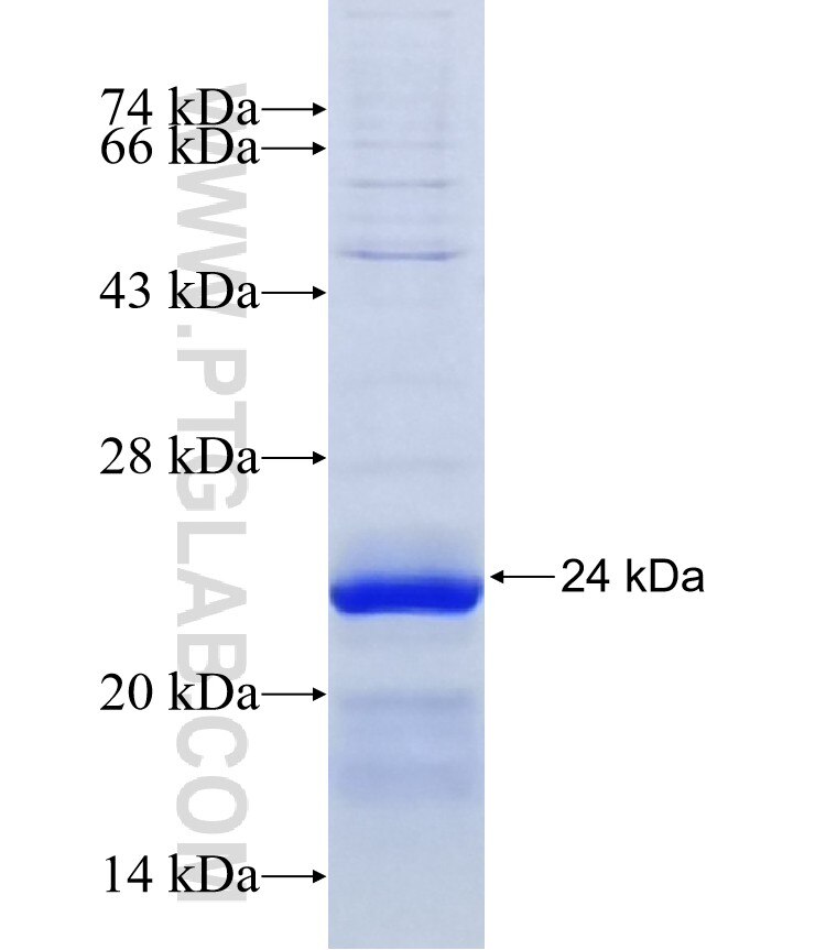 SLC35A4 fusion protein Ag10635 SDS-PAGE
