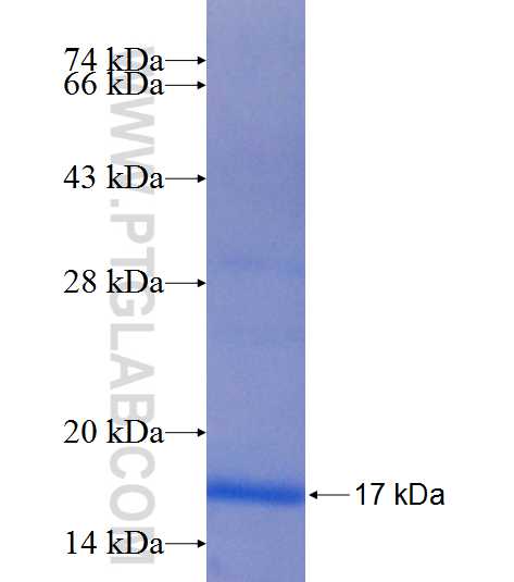 SLC35B1 fusion protein Ag25010 SDS-PAGE