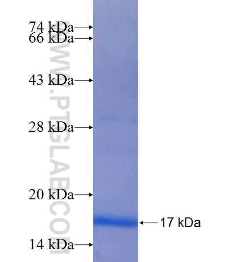SLC35B1 fusion protein Ag25010 SDS-PAGE
