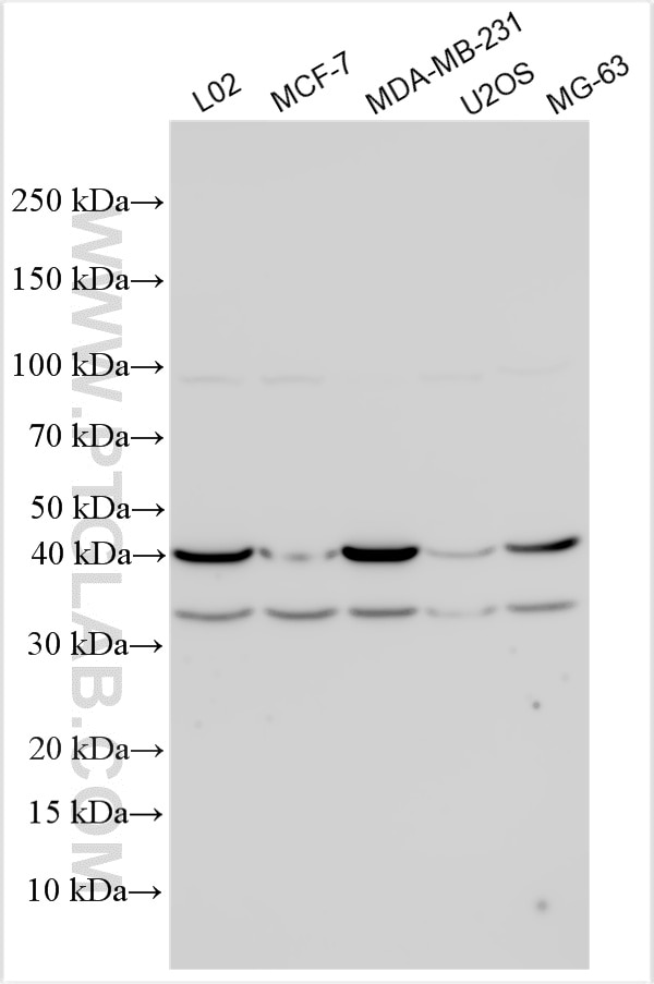 WB analysis using 31436-1-AP (same clone as 31436-1-PBS) Western Blot (WB) analysis of various lysates using SLC35B3 Polyclonal antibody (31436-1-AP)