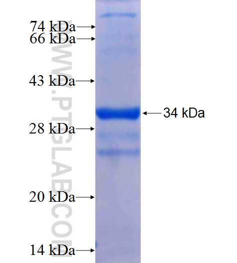 SLC35B4 fusion protein Ag22669 SDS-PAGE