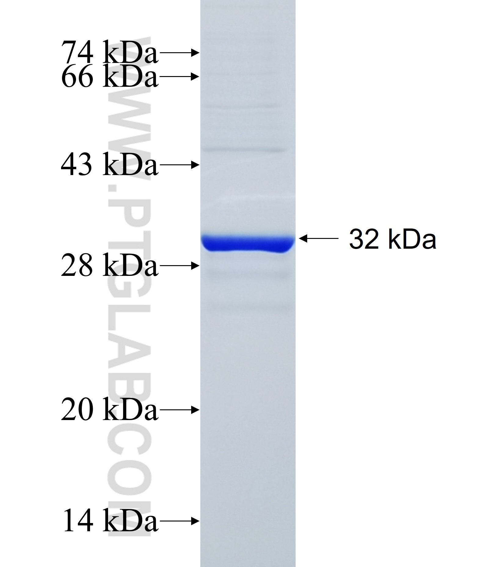 SLC35B4 fusion protein Ag22669 SDS-PAGE