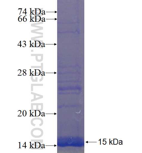 SLC35C1 fusion protein Ag22910 SDS-PAGE