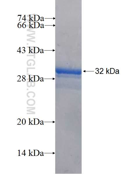SLC35C2 fusion protein Ag26594 SDS-PAGE