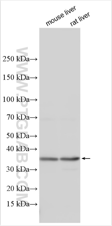 Western Blot (WB) analysis of various lysates using SLC35D1 Polyclonal antibody (31019-1-AP)
