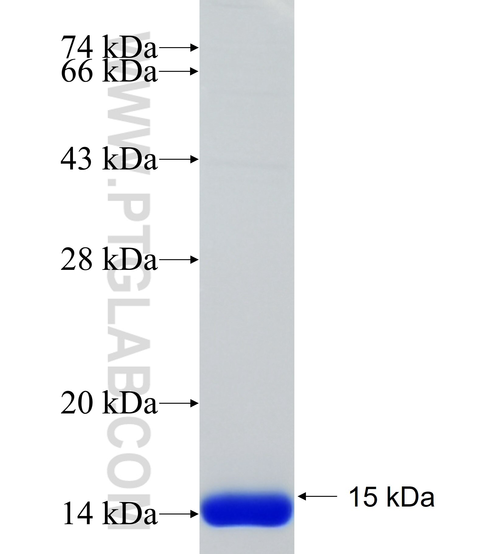 SLC35D1 fusion protein Ag34372 SDS-PAGE