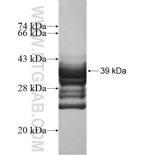SLC35D3 fusion protein Ag12203 SDS-PAGE