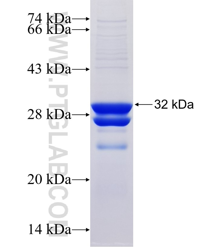 SLC35E4 fusion protein Ag34360 SDS-PAGE