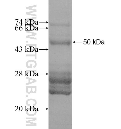 SLC35E4 fusion protein Ag12116 SDS-PAGE