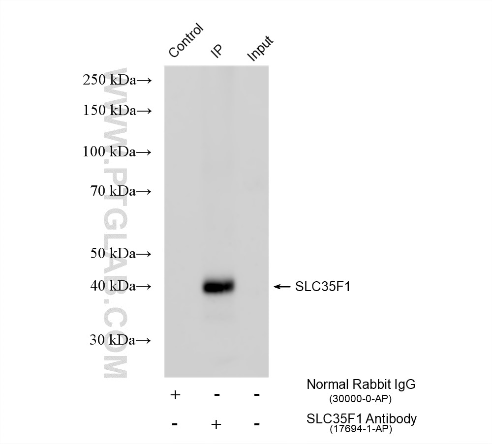 IP experiment of rat brain using 17694-1-AP Immunoprecipitation (IP) experiment of rat brain tissue using SLC35F1 Polyclonal antibody (17694-1-AP)