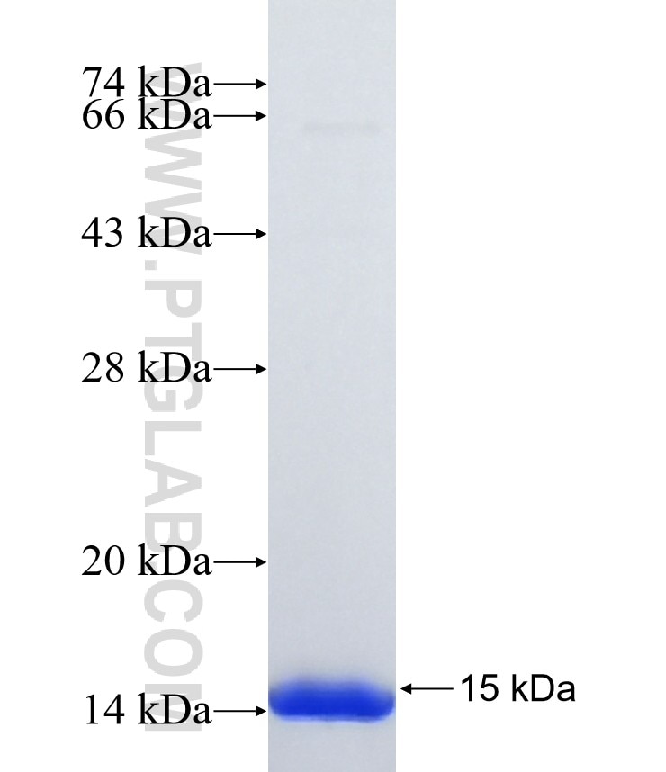 SLC35F3 fusion protein Ag36700 SDS-PAGE