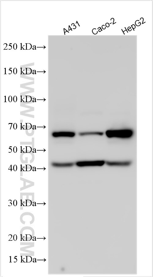 Western Blot (WB) analysis of various lysates using SLC35F4 Polyclonal antibody (32258-1-AP)