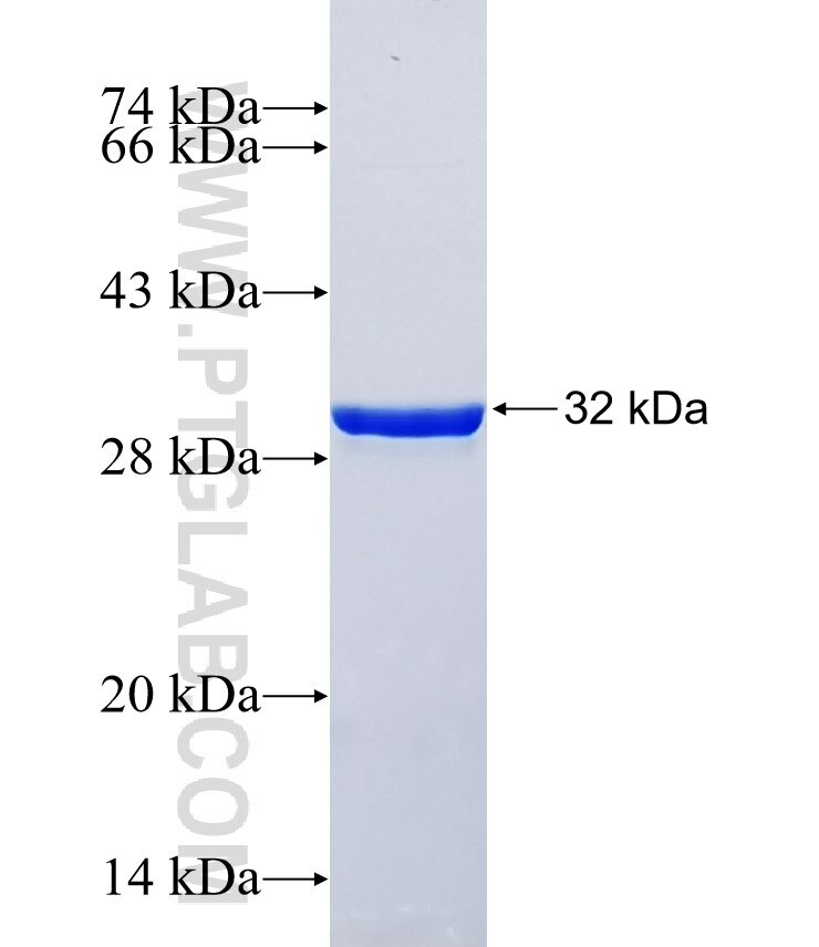 SLC35F4 fusion protein Ag34518 SDS-PAGE