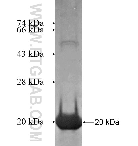 SLC35F5 fusion protein Ag14530 SDS-PAGE