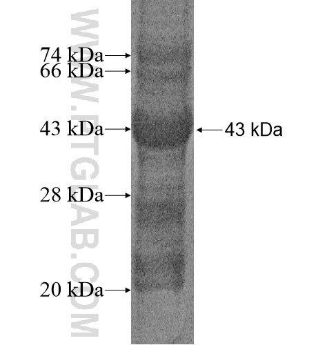 SLC35F5 fusion protein Ag14544 SDS-PAGE